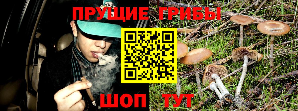 Галлюциногенные грибы Psilocybe  Таганрог 